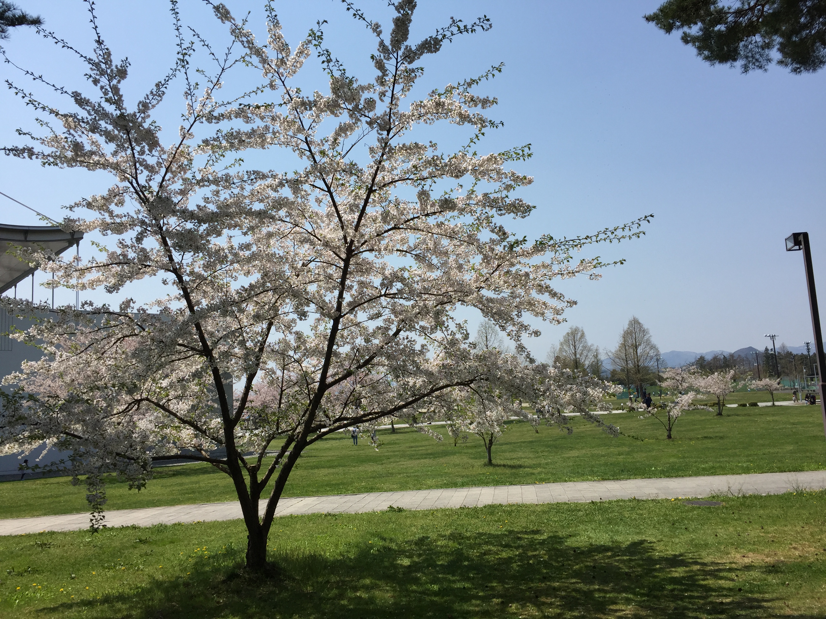 http://www.kizuna-station.com/blog01/Image/IMG_1011.JPG