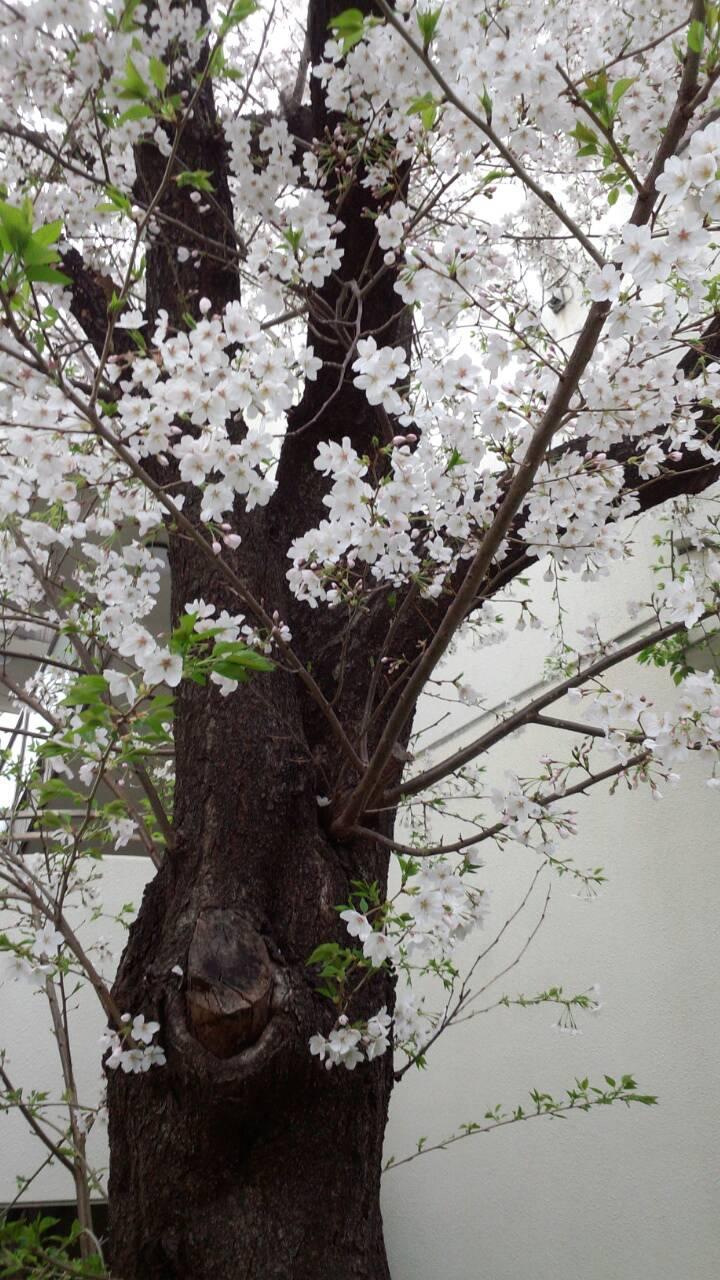 https://www.kizuna-station.com/blog01/Image/20200402001.jpg