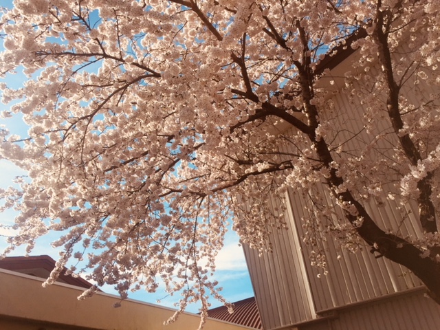 https://www.kizuna-station.com/blog01/Image/IMG_0322%20%281%29.jpg