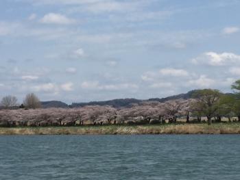 北上の桜・・・名所　展勝地