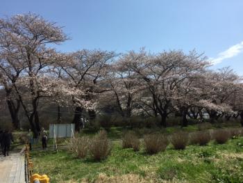 北上の桜・・・名所　展勝地