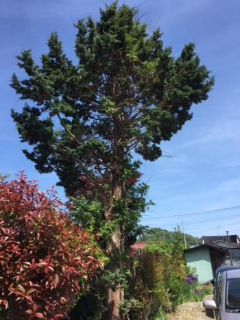 OBのお客様からの見積り・・・植栽伐採