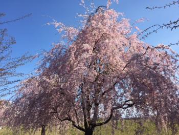 お仕事お休み　桜を見ながら