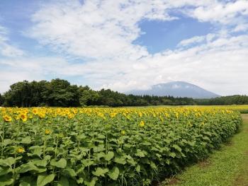 【寝太郎】小岩井のひまわり畑