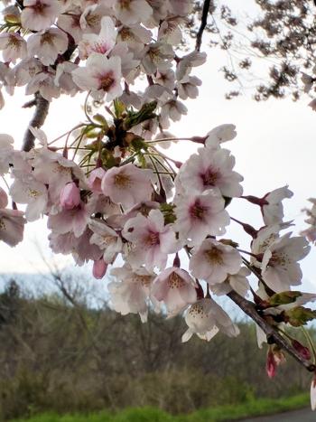 和賀川の桜
