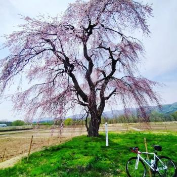 西和賀町は桜が見ごろ