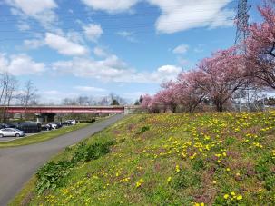 桜の思い出「北上市合併前夜祭」①