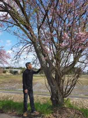 桜の思い出「北上市合併前夜祭」②