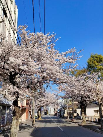 伊勢は桜満開