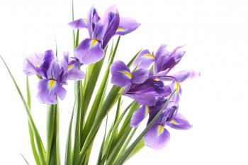 アイリスの由来